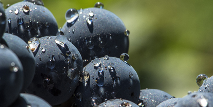Clos Marsalette Pessac Leognan Trauben